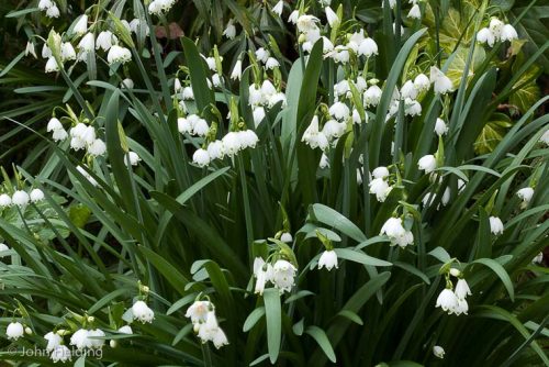 Leucojum aestivum