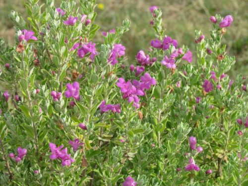 Leucophyllum langmaniae