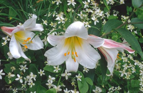 Lilium regale