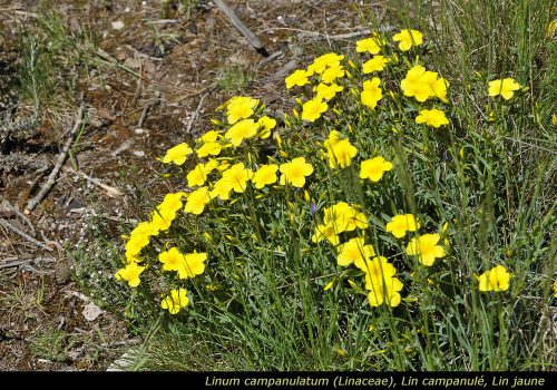 Linum campanulatum