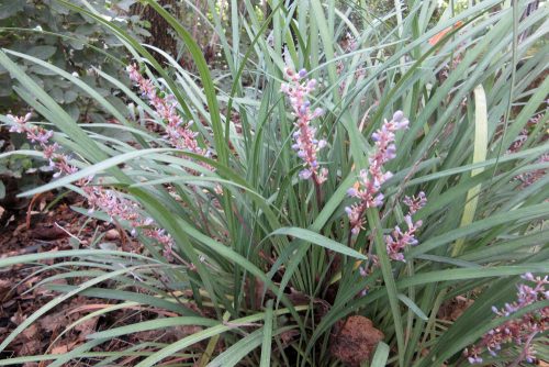 Liriope muscari