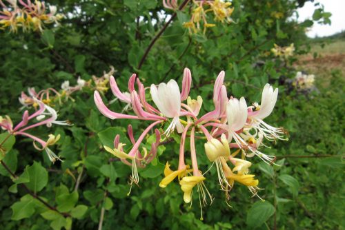 Lonicera etrusca