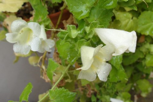 Lophospermum scandens Snowwhite