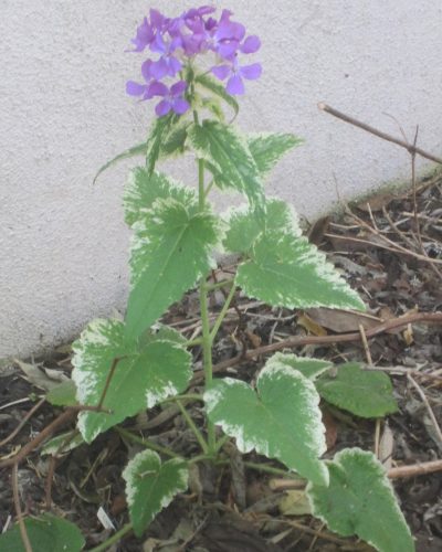 Lunaria annua