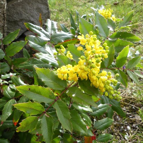 Mahonia aquifolium
