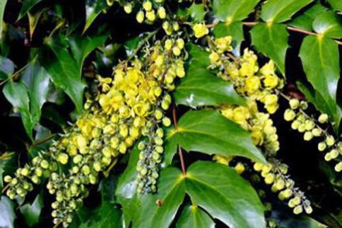 Mahonia japonica