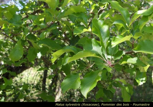 Malus sylvestris