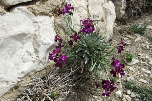 Matthiola incana