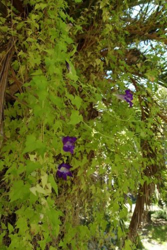 Maurandya barclayana