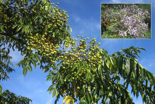 Melia azedarach