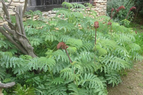 Melianthus major