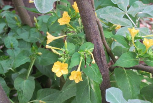 Mirabilis jalapa 1