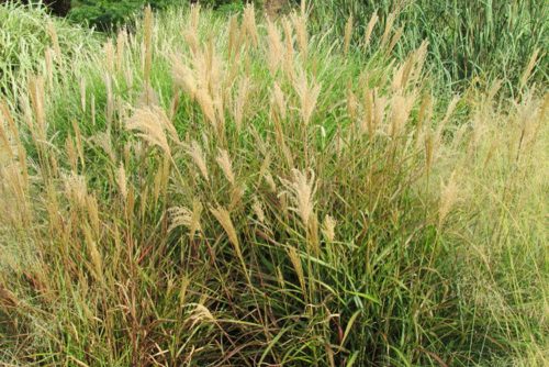 Miscanthus sinensis Dronning Ingrid