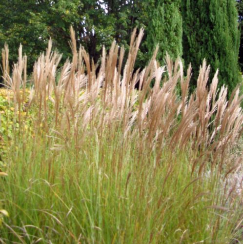 Miscanthus sinensis Gracillimus