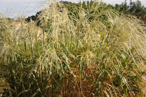 Miscanthus sinensis Saturnia