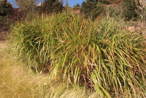 Miscanthus sinensis Silberfeder