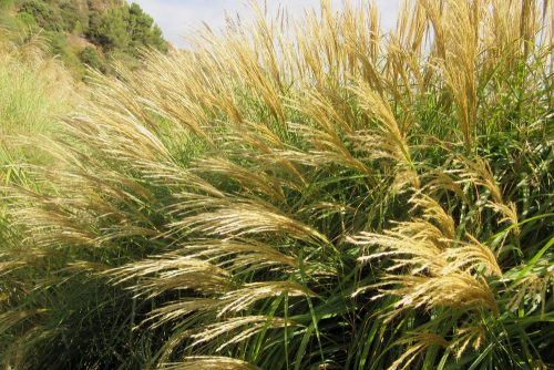 Miscanthus sinensis Yaku Jima