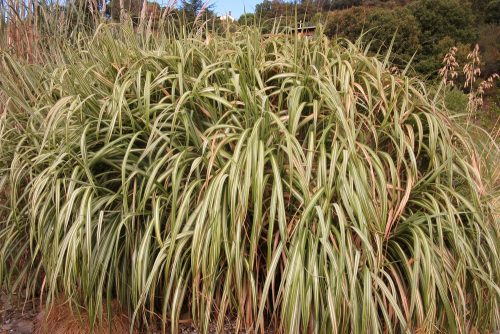 Miscanthus sinensis var. condensatus Cabaret