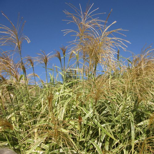 Miscanthus sinensis var. condensatus Cosmopolitan