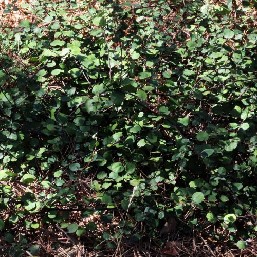 Muehlenbeckia complexa var. grandifolia