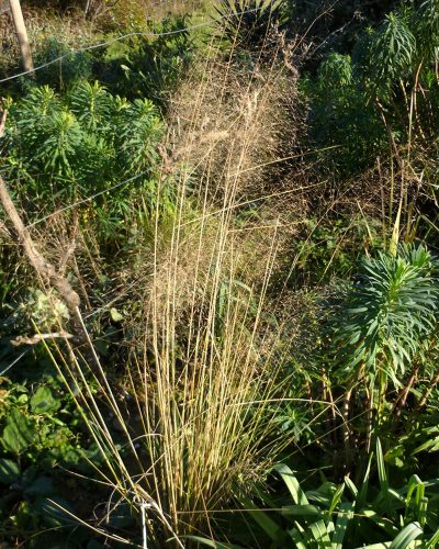 Muhlenbergia capillaris