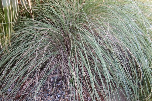 Muhlenbergia lindheimeri