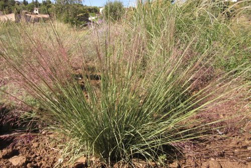 Muhlenbergia reverchonii Undaunted