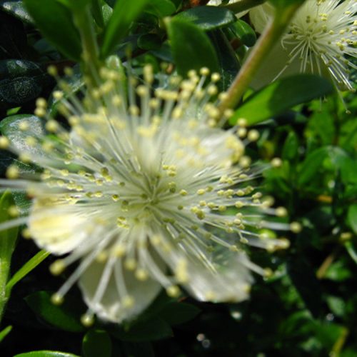 Myrtus communis subsp. tarentina