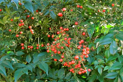 Nandina domestica
