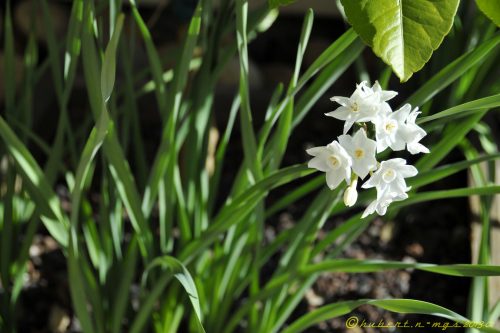 Narcissus papyraceus