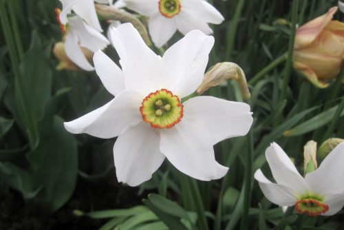 Narcissus poeticus var. recurvus