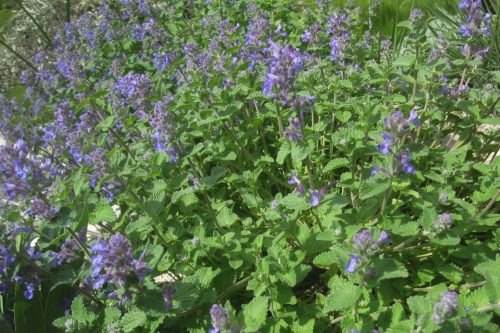 Nepeta racemosa