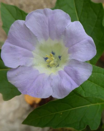 Nicandra physalodes
