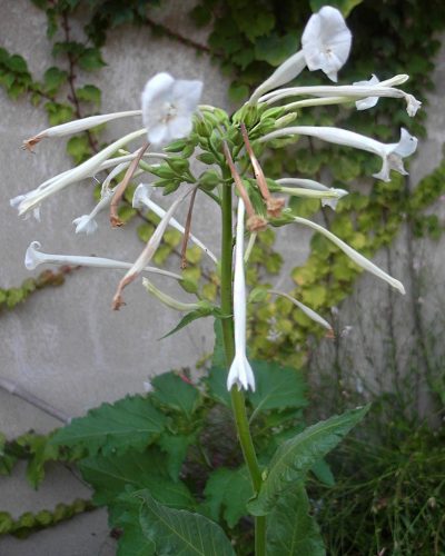 Nicotiana sylvestris
