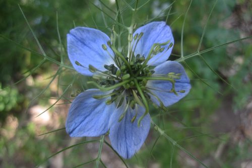 Nigella damascena