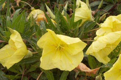 Oenothera macrocarpa