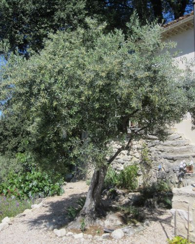 Olea europaea