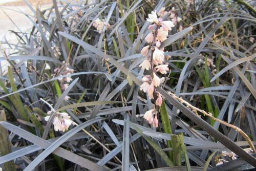 Ophiopogon planiscapus Nigrescens