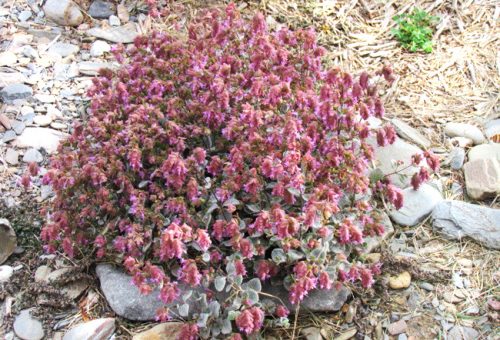 Origanum dictamnus