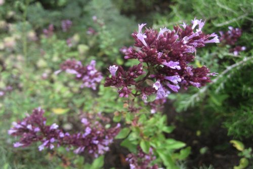 Origanum laevigatum