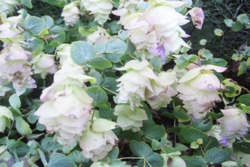 Origanum rotundifolium Kent Beauty