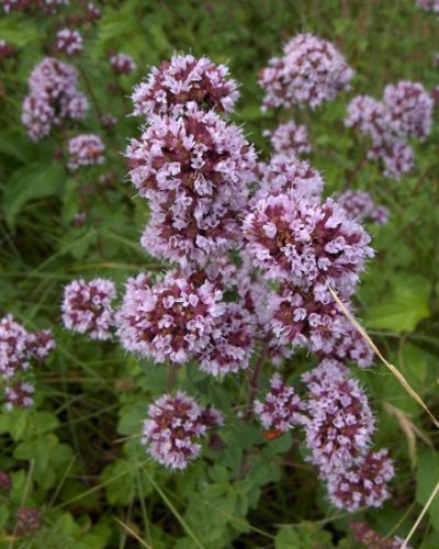 Origanum vulgare