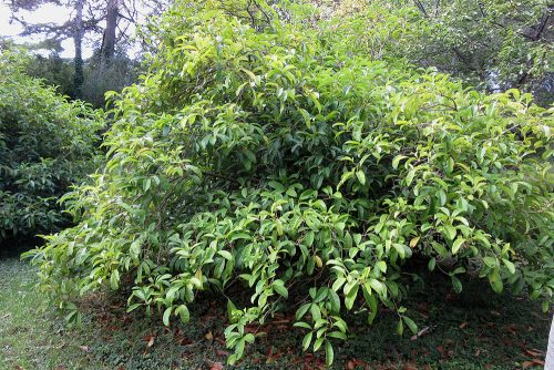Osmanthus fragrans