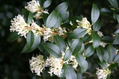 Osmanthus x burkwoodii