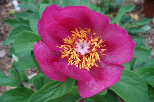 Paeonia officinalis