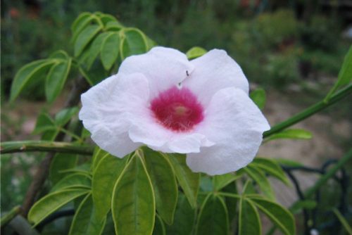 Pandorea jasminoides