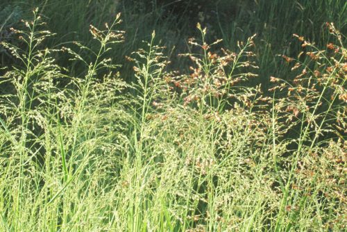 Panicum virgatum