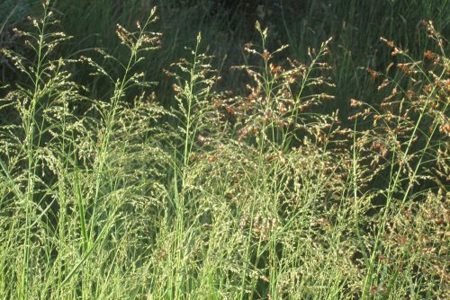 Panicum virgatum Heavy Metal