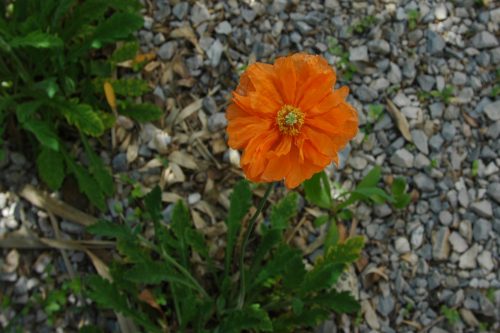 Papaver atlanticum Flore Pleno
