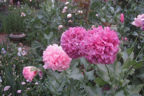 Papaver somniferum Paeoniiflorum Group pink